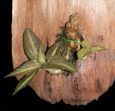 Image result for Cheirostylis