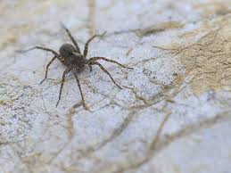Image result for wolf spider bite skin