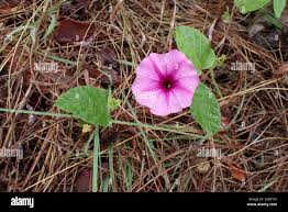 Image result for Trianthema salsoloides
