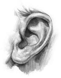 Right Ear Vs Left Ear Positivemed Drawings How To Draw Ears Art Drawings