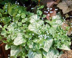 Here are some of our top picks, all of. 16 Silver Foliage Plants To Brighten Your Landscape