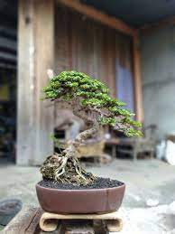 The Mysterious But Yet At The Same Time So Beautiful Bonsai Pohon Bonsai Tanaman Pot Tanaman