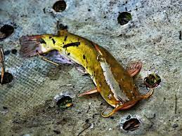 Bila kuning disebabkan oleh virus hepatitis, umumnya. Aneka Hama Dan Penyakit Ikan Lele Pak Tani Digital
