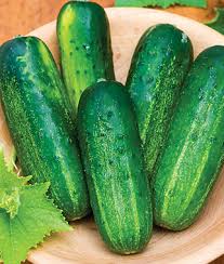 Mistaking a cucumber for a predator would certainly explain their strong reaction. How To Grow Cucumbers Vegetables Gardening Tips And Advice Burpee