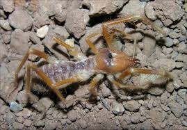 Camel spiders are actually solpugids, not true spiders and related to scorpions. A Walk On The Wild Side Galeodes Arabs