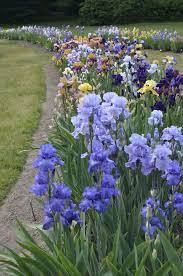Presby Memorial Iris Gardens Montclair Nj Iris Flowers Garden Iris Garden Iris Flowers