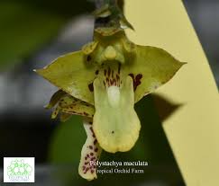 Image result for Polystachya undulata