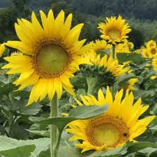 We found flower fields where you can pick your own flowers on long island, in the hamptons, hudson valley and new jersey. You Must Visit These New Jersey Flower Farms Hoboken Girl