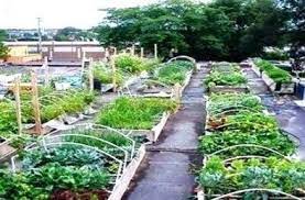 Garden Design For Organic Vegetable Gardens Elegant Ve Able Gardening Blog Organic Vegetable Garden Planner Vertical Vegetable Gardens Organic Vegetable Garden