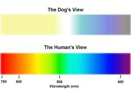 Bears Eye Sight Dog Brain What Are Colours Dog Health