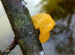 One of the most common of these in the uk is the rosy crust fungus (peniophora incarnate) which eventually can be completely enveloped by the yellow brain fungus. Yellow Jelly Fungus New Hampshire Garden Solutions