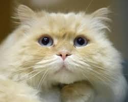 Persian kittens for sale & cats for adoption. Adopt Melvin On Petfinder Persian Cat Cats Animal Shelter