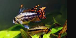 The cockatoo dwarf cichlid was first imported into the hobby in the early 1950s and has been a fixture ever since. Cockatoo Cichlids In The Aquarium How To Hold Apistogramma Cactuoides