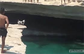 Make your own images with our meme generator or animated gif maker. Dog Jumps Off Cliff With Divers Cliff Diving Dogs Animal Rescue Shelters