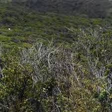 Image result for Cassipourea mollis