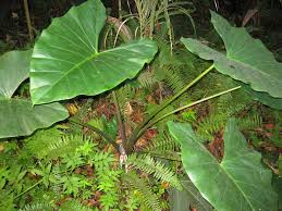 Image result for Colocasia