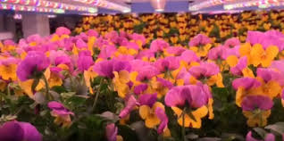 Peace lilies like a temperature range of 68 f to 80 f common petunias are edible and have a sweet and spicy flavor. Igrow Indoor Vertical Farming News Igrow