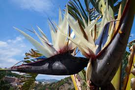 Image result for Strelitzia alba
