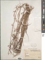 Image result for Aristida stenostachya