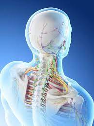 The lumbar region of the spine, more commonly known as the lower back, consists of five vertebrae labeled l1 through l5.the lumbar region is situated between the thoracic, or chest, region of the spine, and the sacrum. Male Head And Neck Anatomy Digital Illustration Science Back Stock Photo 308620486