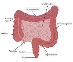 Digestion Anatomy Physiology And Chemistry