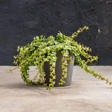 Image result for Portulacaria