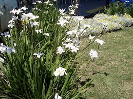 Image result for African Iris