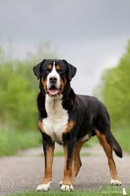 Er kan.n bei bedarf immense mengen haar verlieren (auch direkt nach dem bürsten). 61 Rund Um Hund Ideen Sennenhund Grosser Schweizer Sennenhund Schweizer Sennenhund