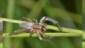 They look similar to the north american version and are black with red markings on the. The Most Dangerous Spiders Found In Canada And What You Need To Know Ctv News