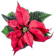 Poinsettia Flower Essay Best Flower Wallpaper