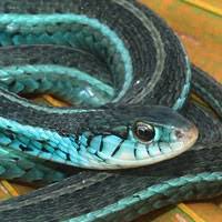 Snake morphs can be divided into three types: Garter Gopher Snakes Snakeestate