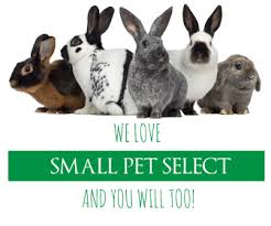 We have grooming parlour with qualified dog groomers. Pet Shop Near Me For Rabbit Online