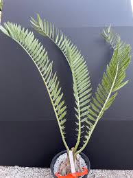 Image result for Encephalartos aplanatus