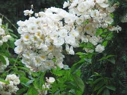 Rosen pflanzen ist keine hexerei, wenn man auf gewisse dinge acht gibt. Rambler Rosen Und Kletterrosen Bereichern Den Garten Garten Ch
