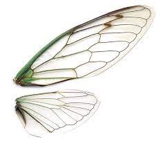 Cbcb74be02aeef18f241d2b78e34bb8a Cicada Wings Dragonfly Wings Jpg 600 530 Insect Art Insect Wings Insects