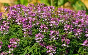 Image result for Cleome elegantissima
