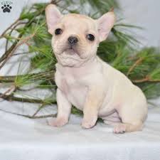We have high standards regarding the breeding of our pups. Jewel French Bulldog Puppy For Sale In Ohio French Bulldog Puppy Bulldog Puppies Puppies