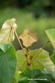 Image result for Pterospermum acerifolium