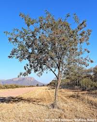Image result for Hippocratea goetzei