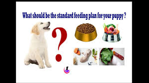 Puppy Food Plan In Hindi