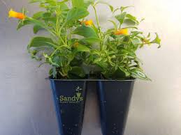 Vigorous vines require support with stakes or trellises and will climb fences or similar supports perennial and typically grown as a houseplant. Manettia Candy Corn Vine Lot Of 2 Starter Plants Sandy Nursery Online