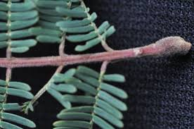 Image result for Acacia amythethophylla