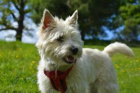 26 Dogs That Don T Shed Your Complete Guide To Fur Free Cuddles The Dog People By Rover Com