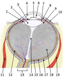 Pin On A P 3 Nerve Endocrine