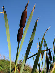 Image result for Typha