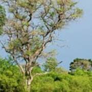 Image result for Combretum imberbe
