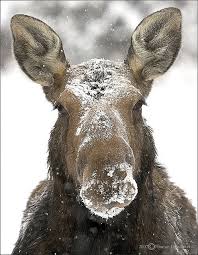 Moose Moose Pictures Moose Animals Beautiful