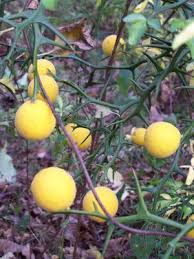 Image result for Citrus trifoliata
