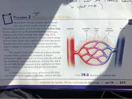 Press your thumb tip flat onto the gum just above the upper front teeth and apply pressure for a few seconds. It Takes For Capillary Beds To Refill After They Have Chegg Com