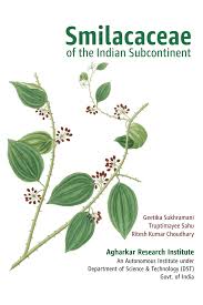 Image result for Smilacaceae